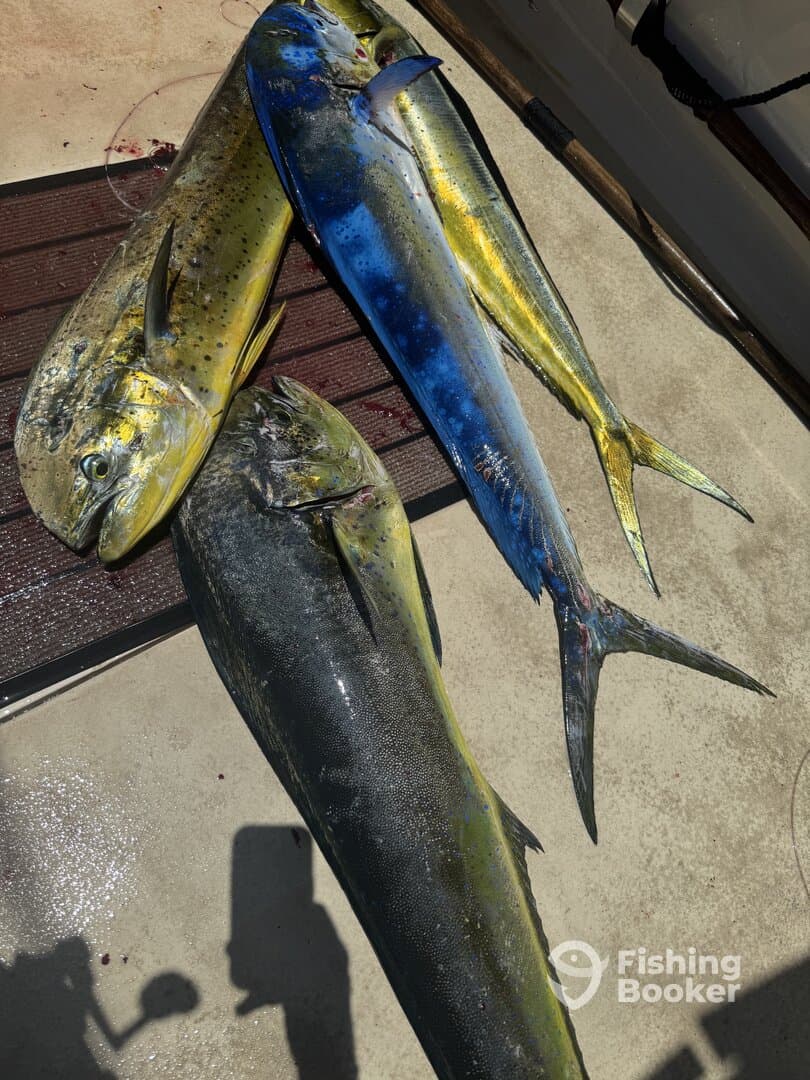 Great trip with Capt Mike and his crew