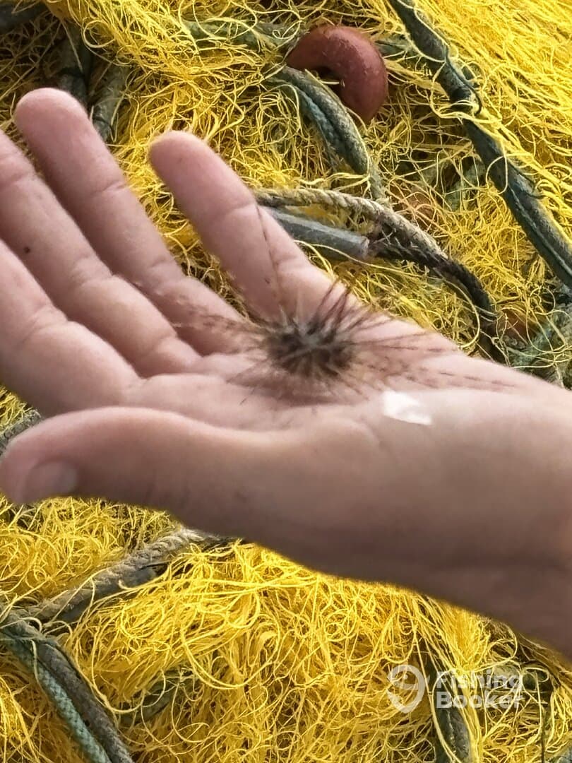A hand holding a spiny sea creature against a backdrop of fishing nets, showcasing the unique marine life encountered during fishing activities.
