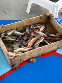 A variety of fish including snapper and grouper displayed in a wooden crate on a colorful dock surface.