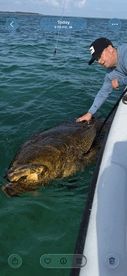 Angler reeling in a large Goliath Grouper while fishing in clear waters, showcasing an exciting moment on the boat.