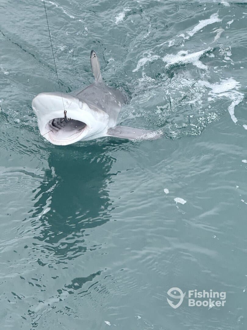A large shark is actively being reeled in during a fishing trip, showcasing the thrill of deep-sea fishing.
