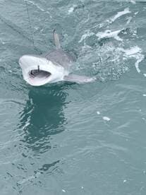 A large shark is actively being reeled in during a fishing trip, showcasing the thrill of deep-sea fishing.