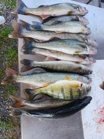 A variety of freshly caught Walleye and Yellow Perch laid out on a fillet table, showcasing a successful fishing trip.