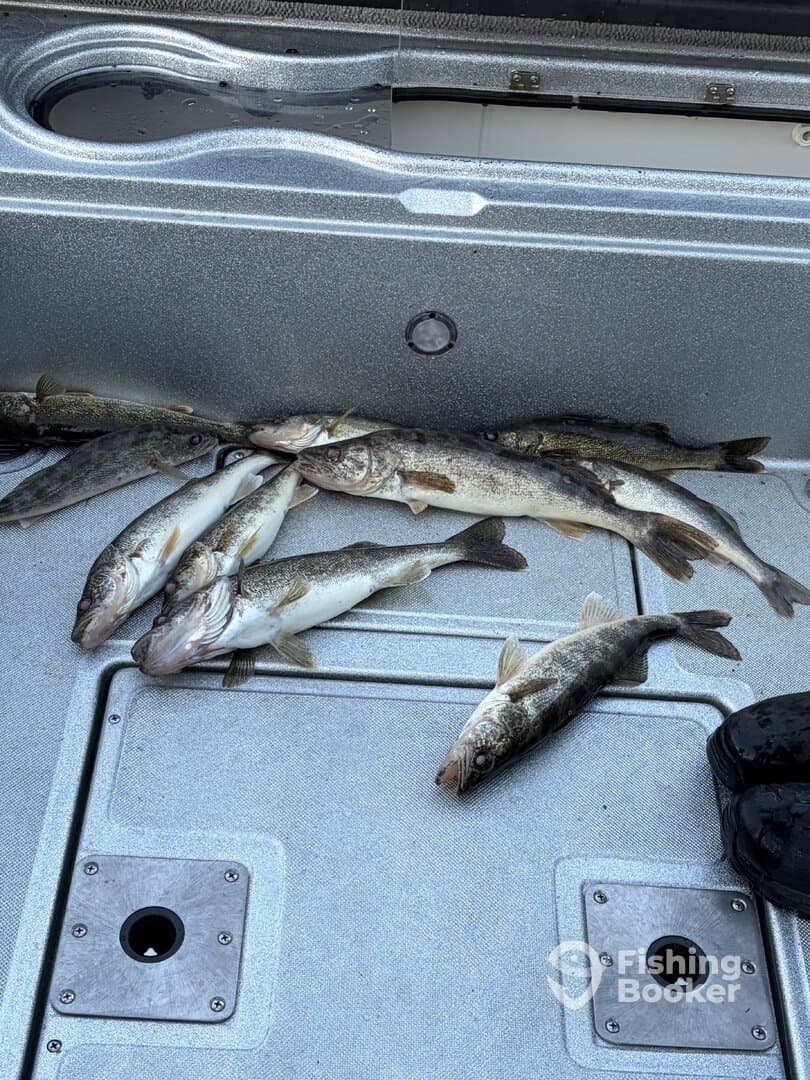 A collection of Walleye fish stored on the deck of a fishing boat, showcasing a successful catch.