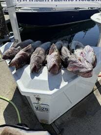 A variety of freshly caught fish displayed on a cleaning station at the dock, showcasing a successful fishing trip.