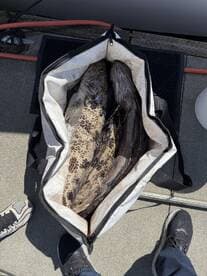 Two large fish stored in a cooler bag on the deck, showcasing a successful fishing trip.