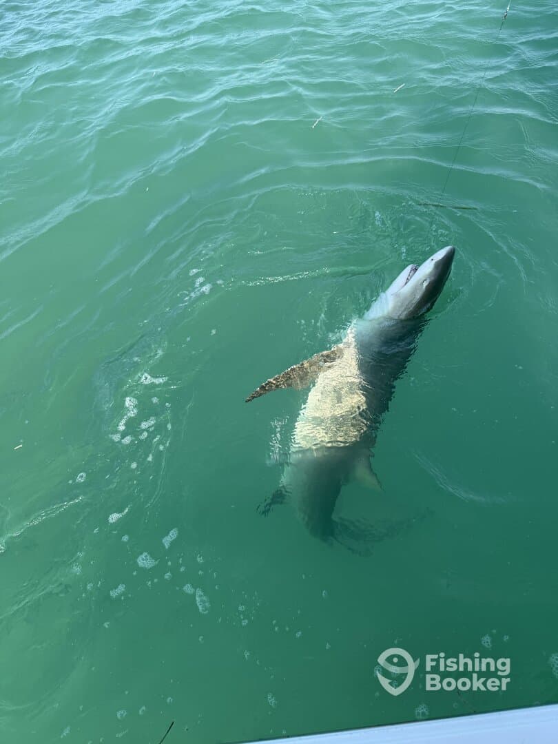 A shark is breaching the surface of the water during a fishing trip, showcasing the excitement of saltwater fishing.