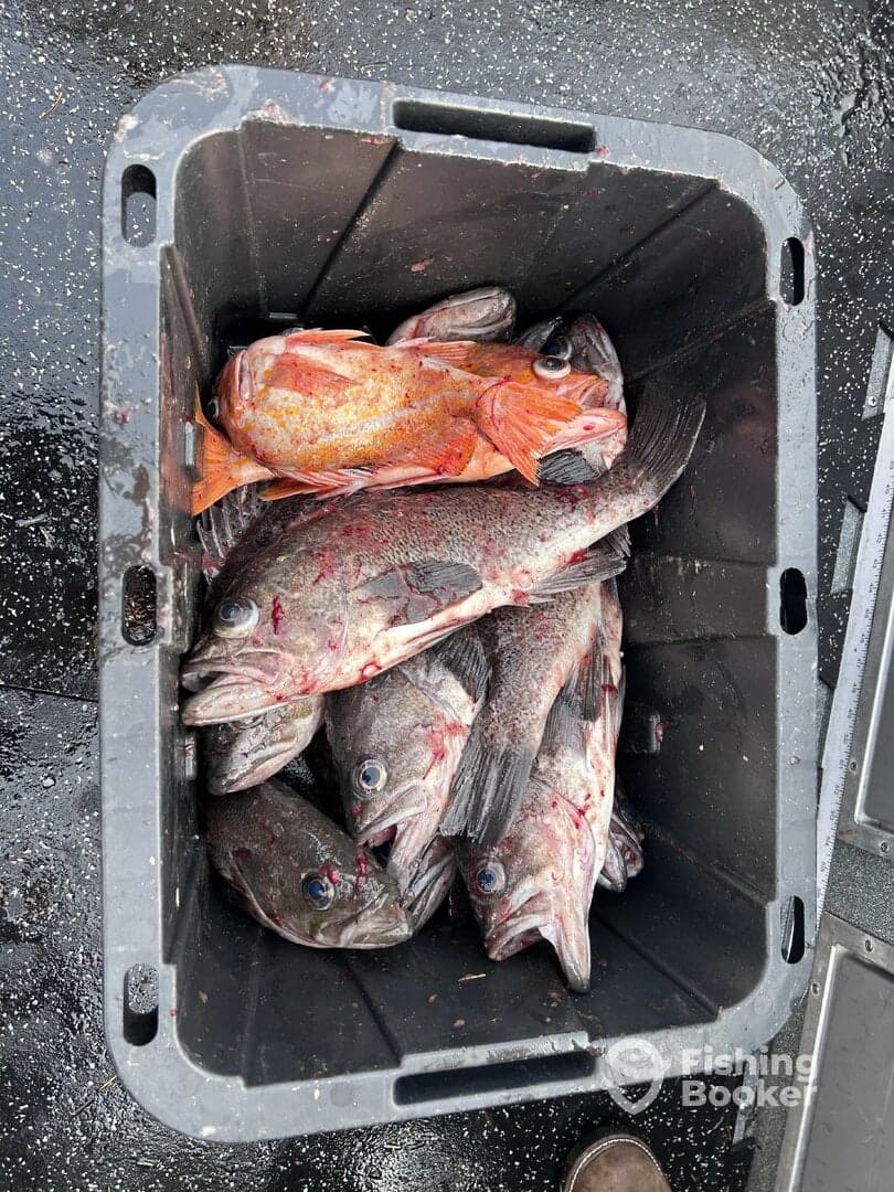 A cooler filled with freshly caught fish, including rockfish and a vibrant orange species, showcasing a successful fishing trip.
