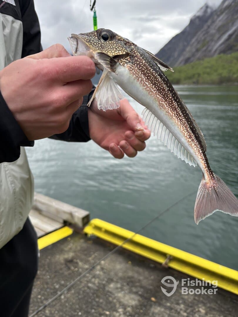 Angler holding a freshly caught fish, showcasing the vibrant colors and details of the species against a scenic backdrop.