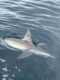 A shark is being reeled in during a deep-sea fishing trip, showcasing the excitement of sport fishing.