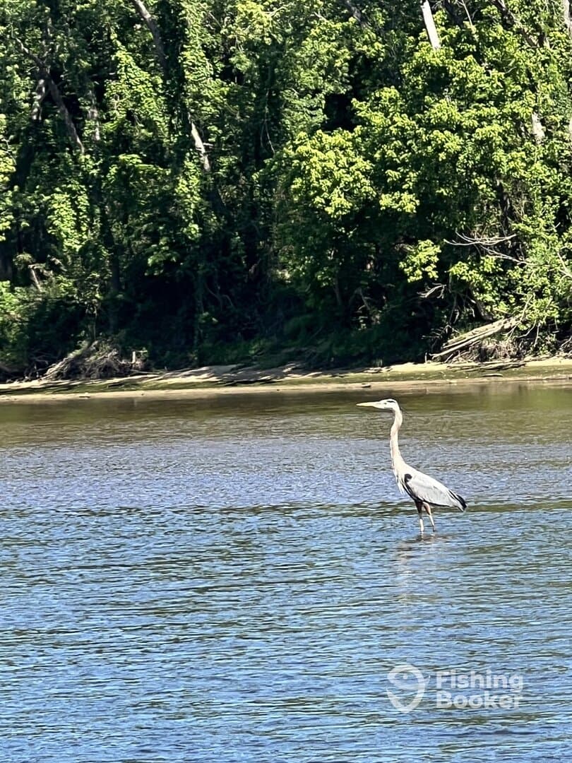 A solitary heron stands in shallow water, surrounded by lush greenery, showcasing the serene environment of a fishing location.