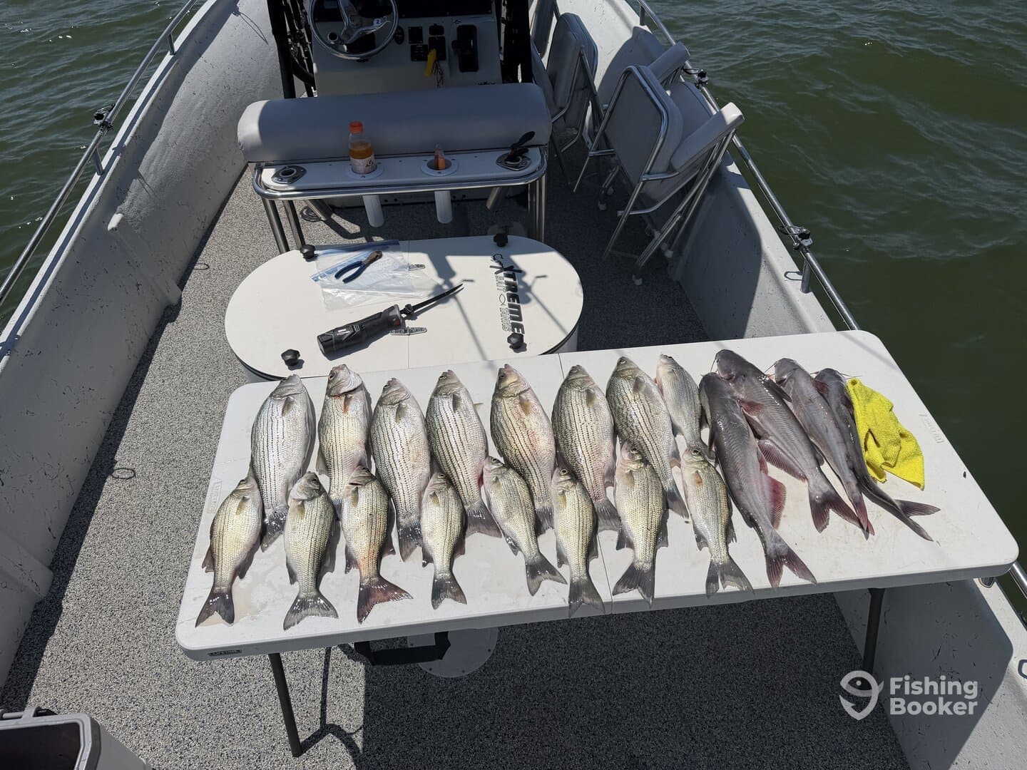 A variety of striped bass and catfish neatly arranged on a table aboard a fishing boat, showcasing a successful day on the water.