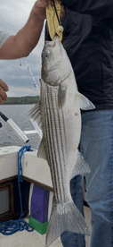 Angler proudly displaying a large Striped Bass while fishing on a boat, showcasing the excitement of a successful catch.