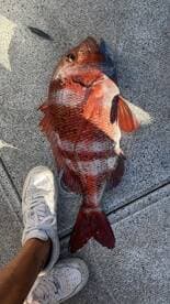 A large Red Snapper displayed on the dock next to a person's foot, showcasing the catch from a recent fishing trip.