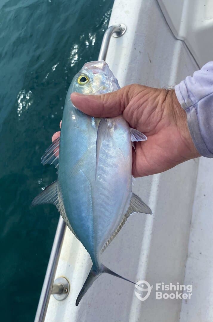 Angler proudly displaying a shiny Blue Runner caught while fishing off the coast.