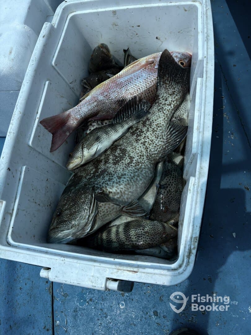 A cooler filled with various fish species, including snapper and grouper, showcasing a successful fishing trip.