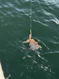 A squid is being reeled in while fishing in open water, showcasing the excitement of the catch.