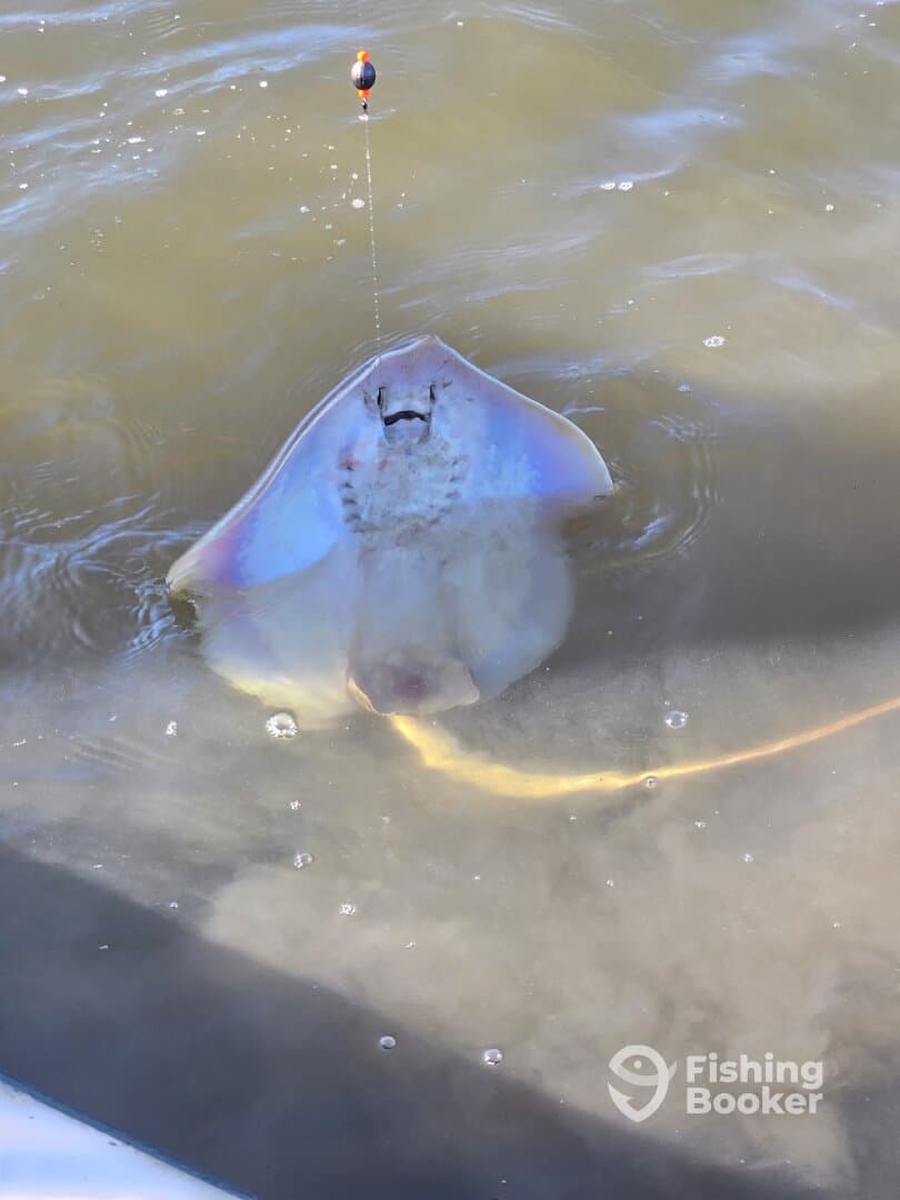 A stingray is being reeled in, showcasing the excitement of fishing in a coastal water environment.