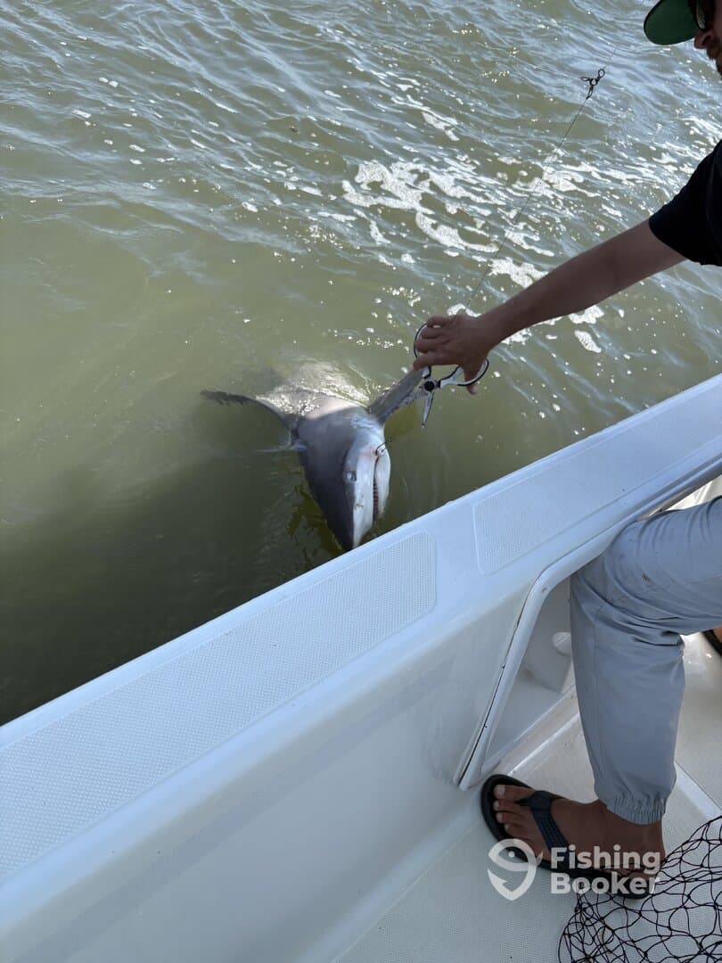 An angler reeling in a shark while fishing from a boat, showcasing the excitement of saltwater fishing.