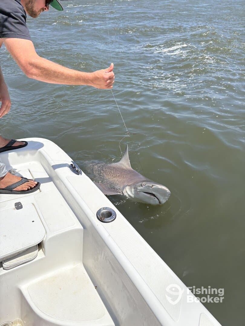 An angler reeling in a large shark while fishing from a boat, showcasing the excitement of saltwater fishing.