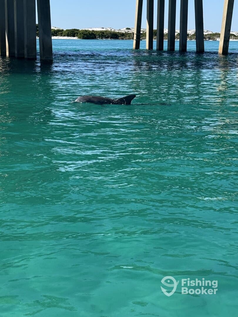 A dolphin swimming near a pier in clear turquoise waters, showcasing the natural beauty of the fishing environment.