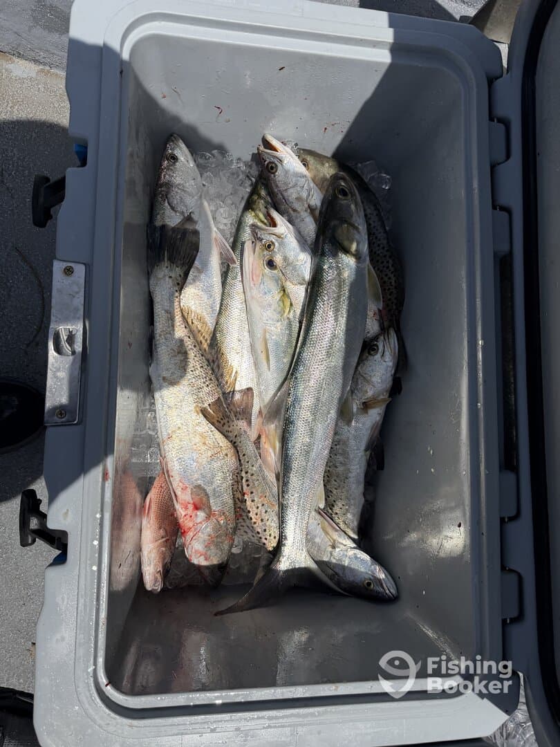 A cooler filled with various fish species, including trout, stored on ice after a successful fishing trip.
