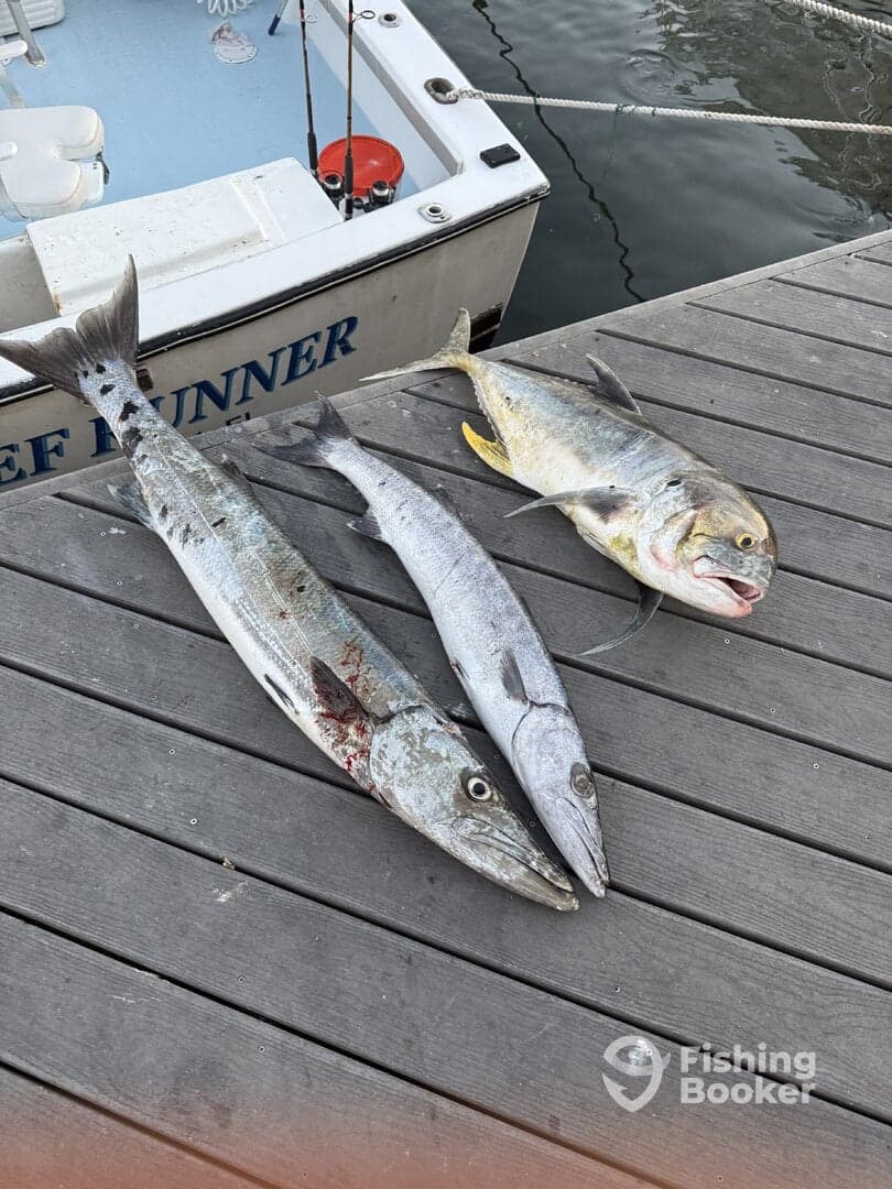 Three fish including a Barracuda and a Mahi Mahi laid out on a dock next to a fishing boat, showcasing a successful day of fishing.