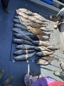 A variety of fish, including several large Cod, are neatly laid out on the deck of a fishing boat, showcasing a successful catch.
