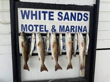 A display of several Speckled Trout arranged on a board at the White Sands Motel & Marina, showcasing a successful fishing trip.
