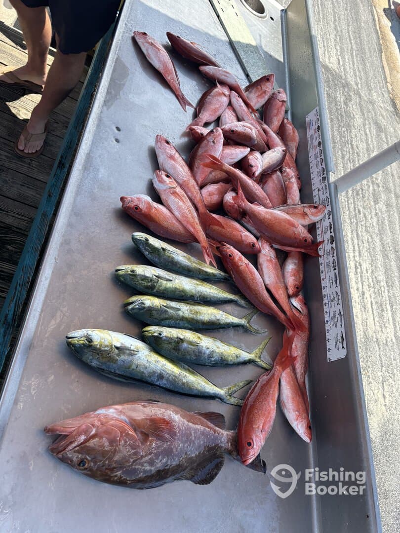 A variety of fish including Mahi Mahi and Snapper displayed on a fillet table at a dock, showcasing a successful fishing trip.