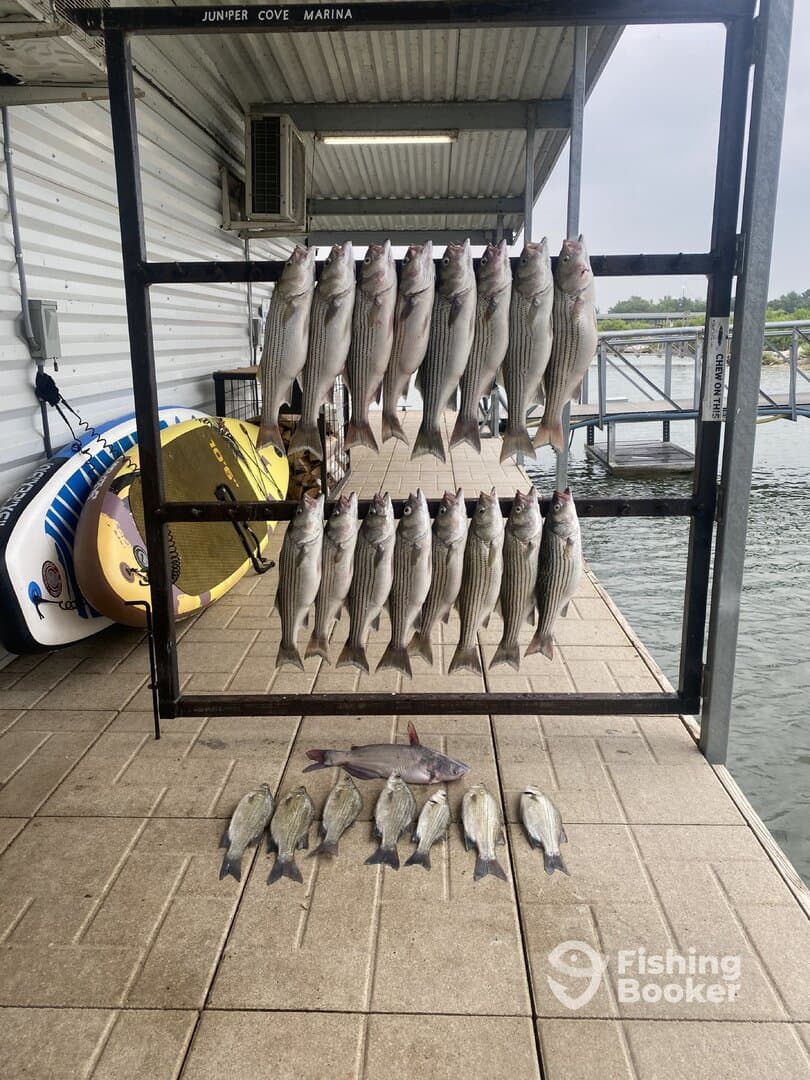 A well-arranged display of striped bass and other fish on a catch board at Juniper Cove Marina, showcasing a successful fishing trip.