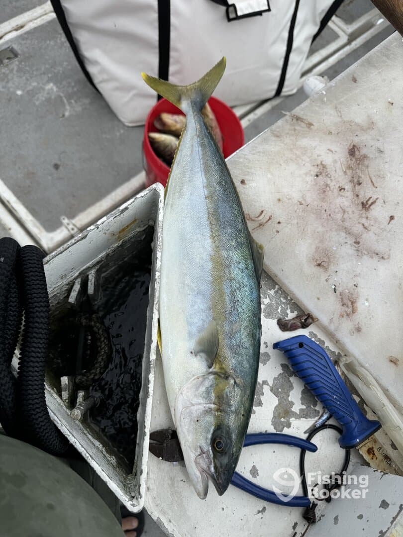 A freshly caught Yellowtail is resting on a cleaning table, with a bucket of additional fish in the background, showcasing the day's catch.