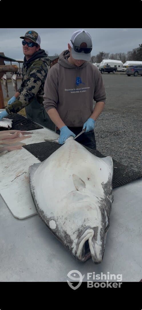 Two anglers preparing a large halibut on a fillet table at a fishing dock in Alaska.
