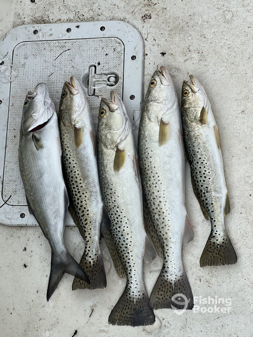 A collection of five Speckled Trout laid out on a cleaning table, showcasing a successful fishing trip.