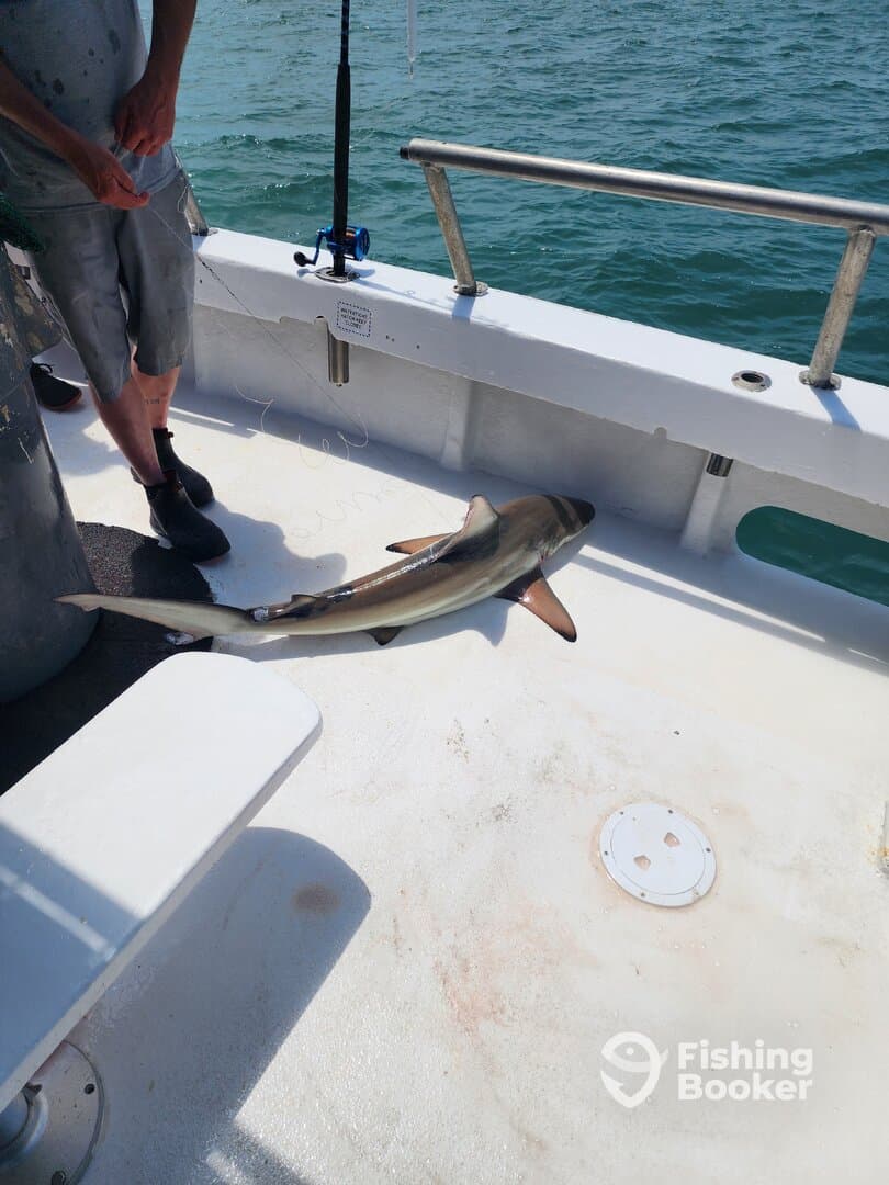 An angler on a fishing boat is preparing to reel in a shark, showcasing the excitement of deep-sea fishing.