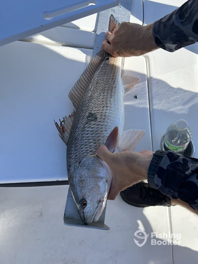 A fisherman measuring a large Redfish on a measuring board aboard a boat, showcasing the catch in a sunny fishing environment.