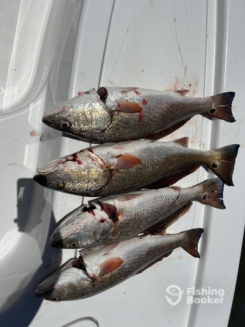 A selection of freshly caught fish, likely Snook, displayed on a cleaning table after a successful fishing trip.
