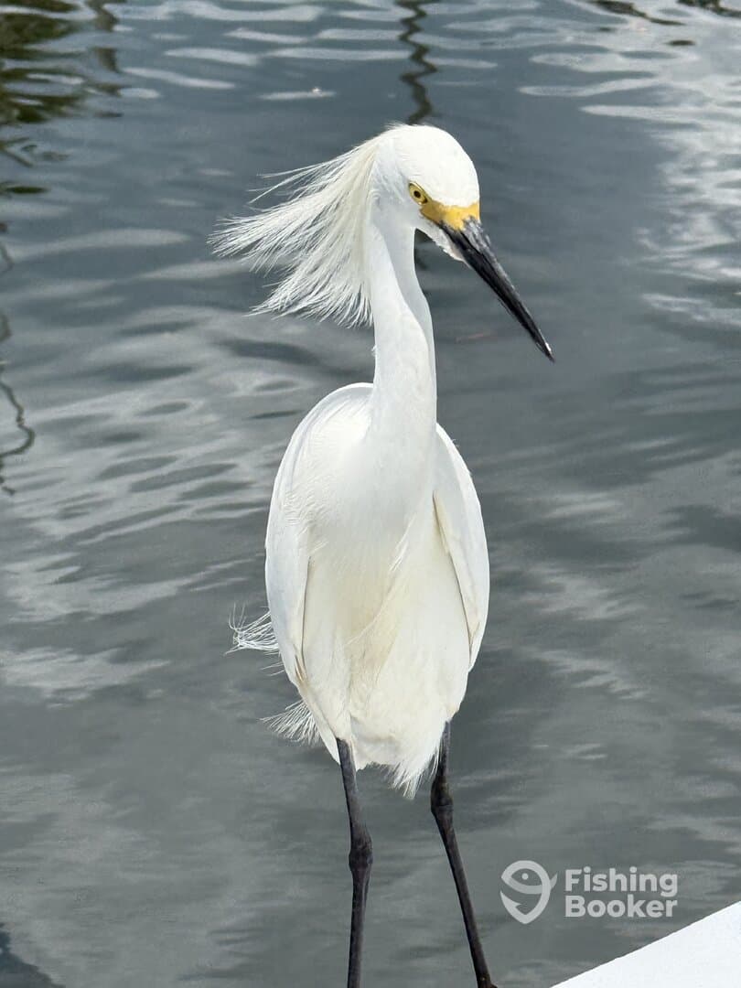 A snowy egret stands by the water, showcasing its elegant plumage in a coastal fishing environment.