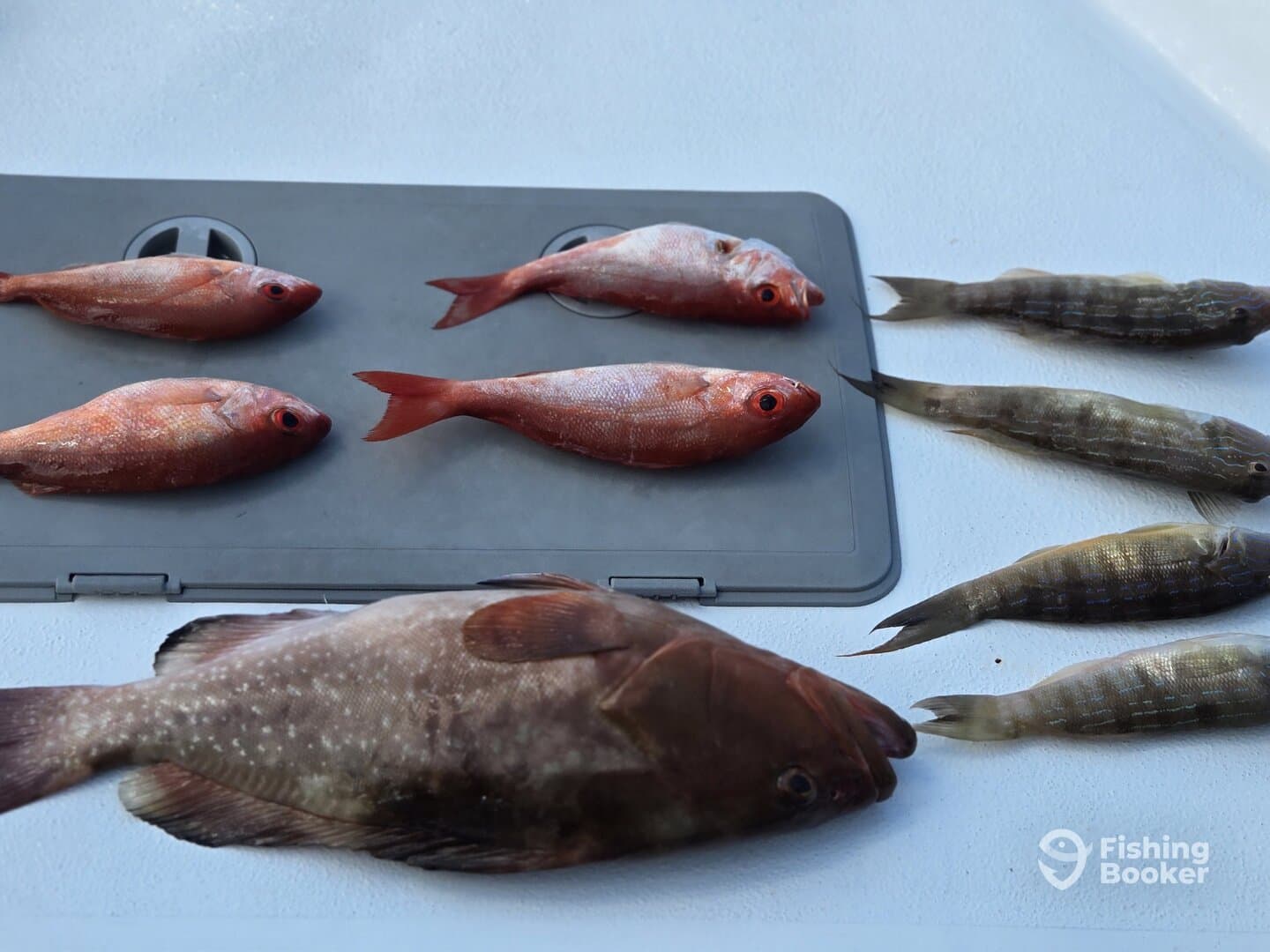 A variety of freshly caught fish, including Snapper and Grouper, displayed on a cleaning table, showcasing a successful fishing trip.