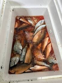 A cooler filled with a variety of fish, including Snapper and Grouper, showcasing a successful fishing trip.