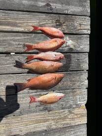 A variety of Snapper species displayed neatly on a wooden dock, showcasing a successful fishing trip.