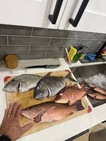 A selection of freshly caught fish, including Snapper and Grouper, displayed on a cutting board in a kitchen setting, ready for filleting.