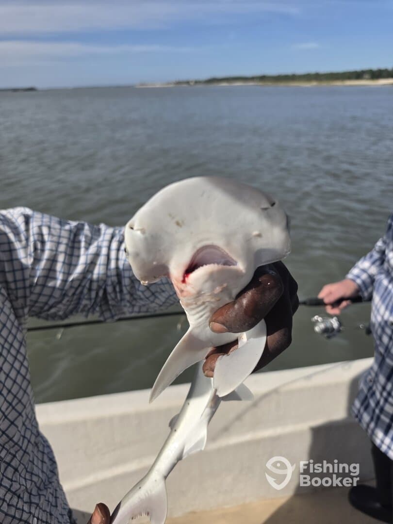 Angler proudly displaying a small shark while fishing from a dock, showcasing the excitement of a successful catch.