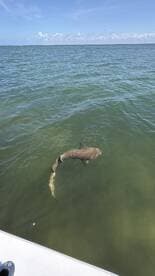A shark is seen swimming in the water, showcasing the excitement of fishing in a coastal environment.