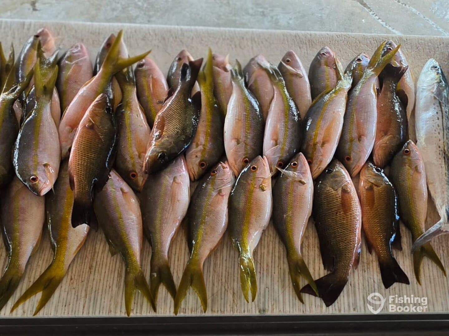 A variety of freshly caught fish, including several species of snapper, neatly arranged on a fillet table, showcasing a successful fishing trip.