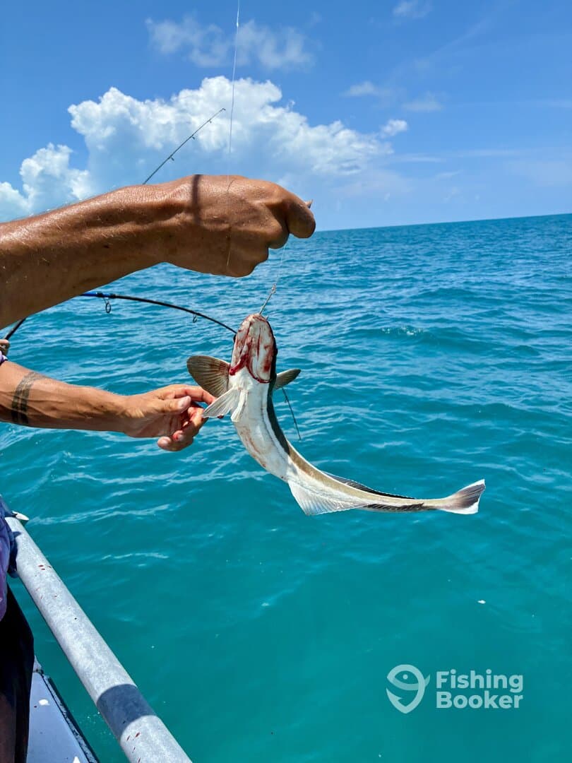 An angler reeling in a freshly caught fish while fishing in clear blue waters, showcasing the excitement of the catch.