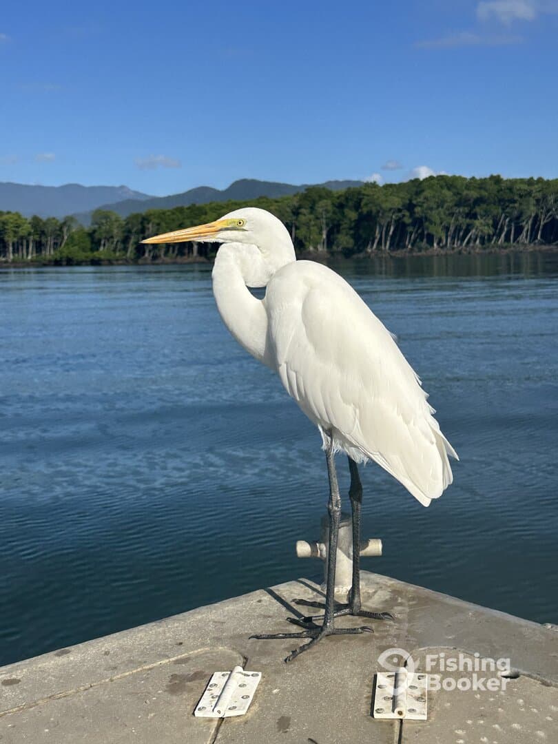 A great egret stands on the edge of a dock, overlooking calm waters and a scenic backdrop of trees and mountains.