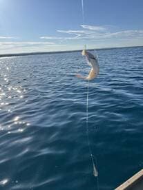 A fish is caught on a line while fishing on a sunny day, showcasing the excitement of the fishing experience.