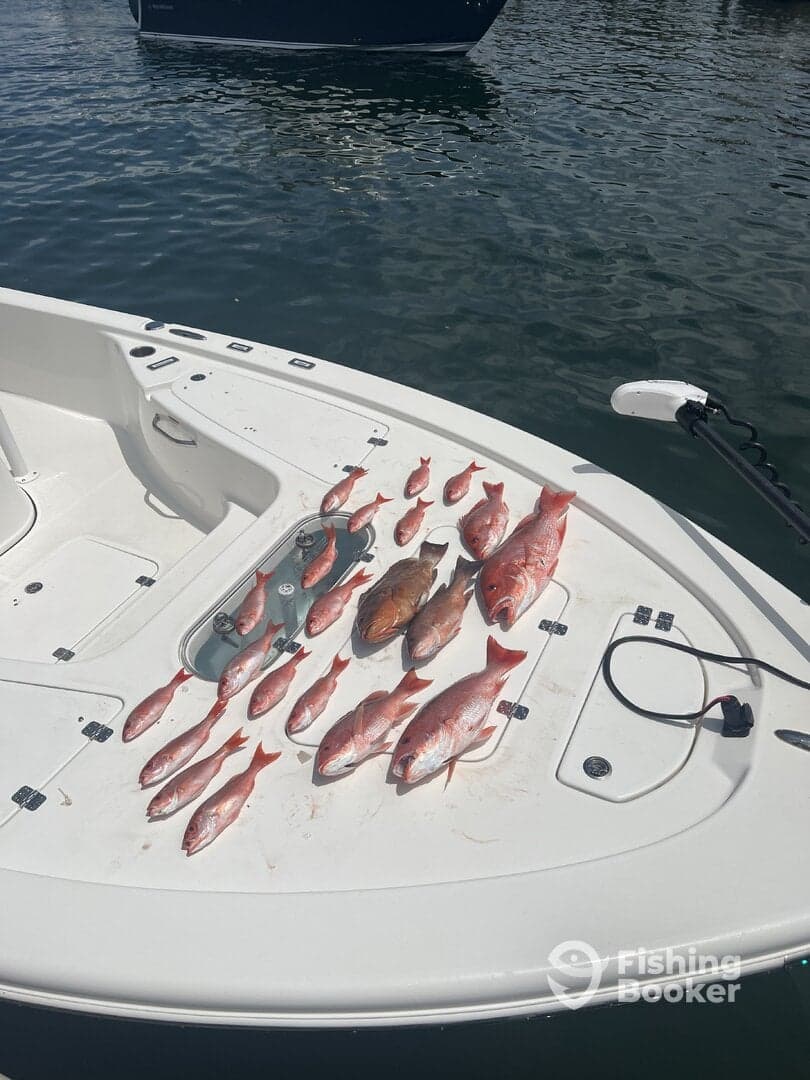 A variety of Snapper species displayed on the deck of a boat, showcasing a successful fishing trip.