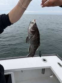 An angler reeling in a Black Sea Bass while fishing from a boat in open water.